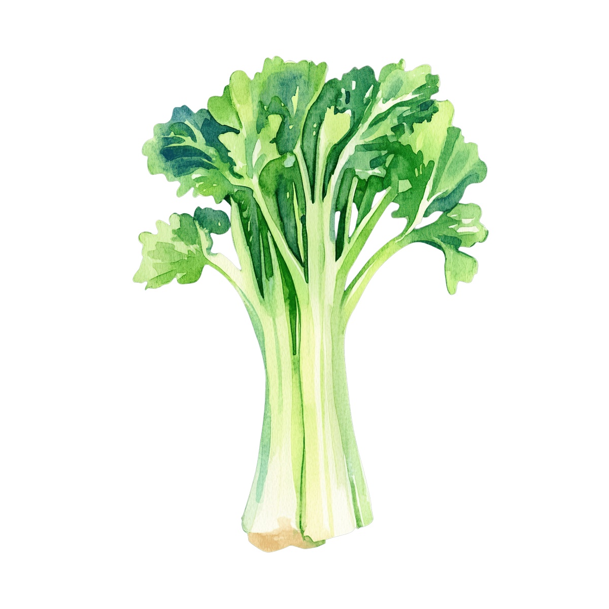 Watercolor broccoli with green leaves and stems.