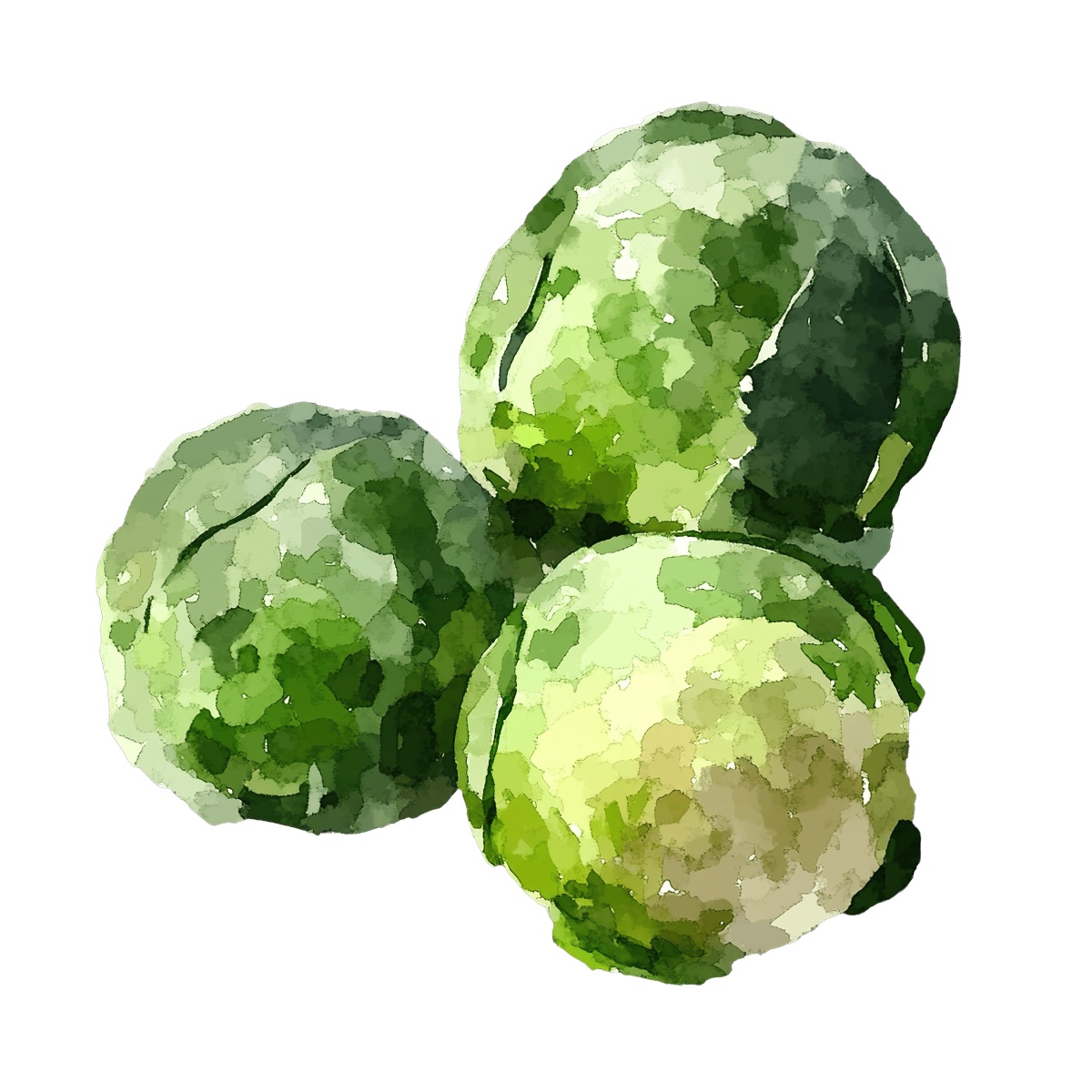 Watercolor art of three Brussels sprouts.