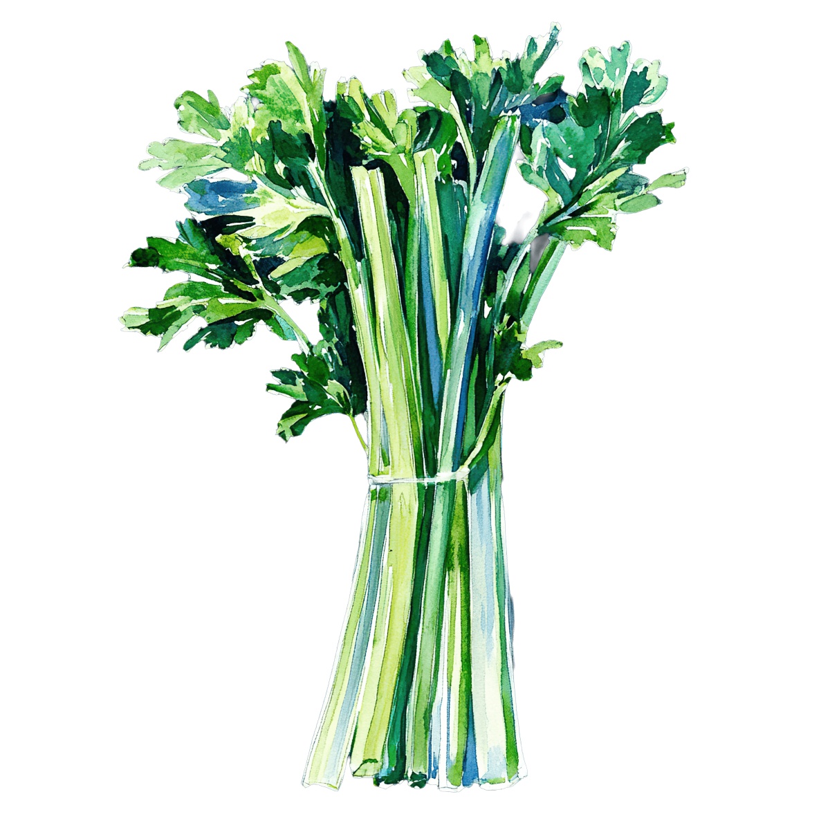 Watercolor art of fresh celery stalks with green leaves.