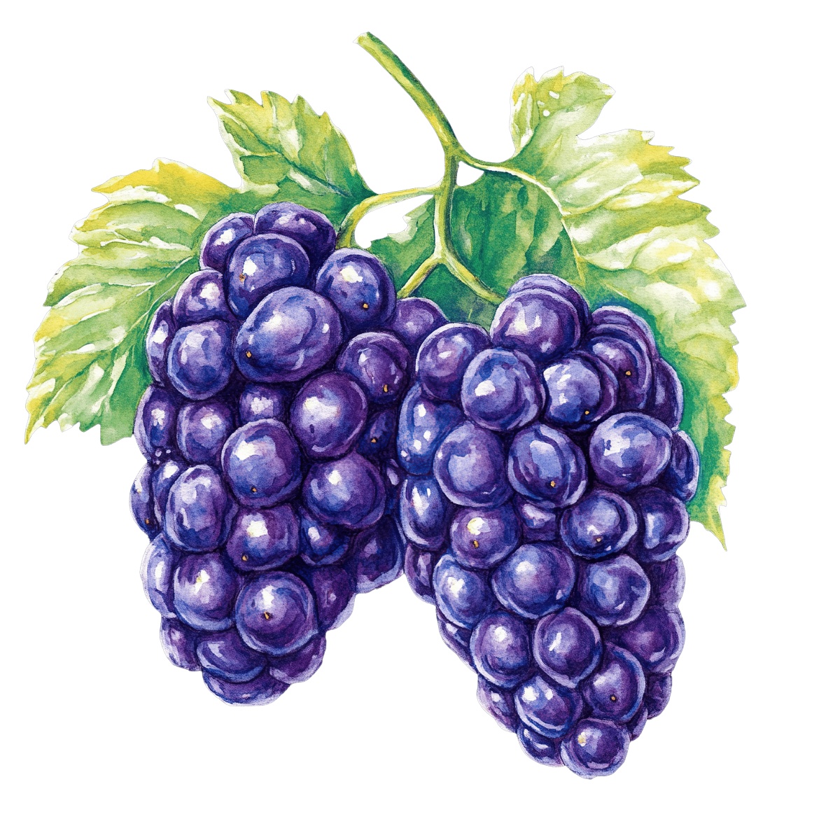Watercolor art of a bunch of purple grapes with green leaves.