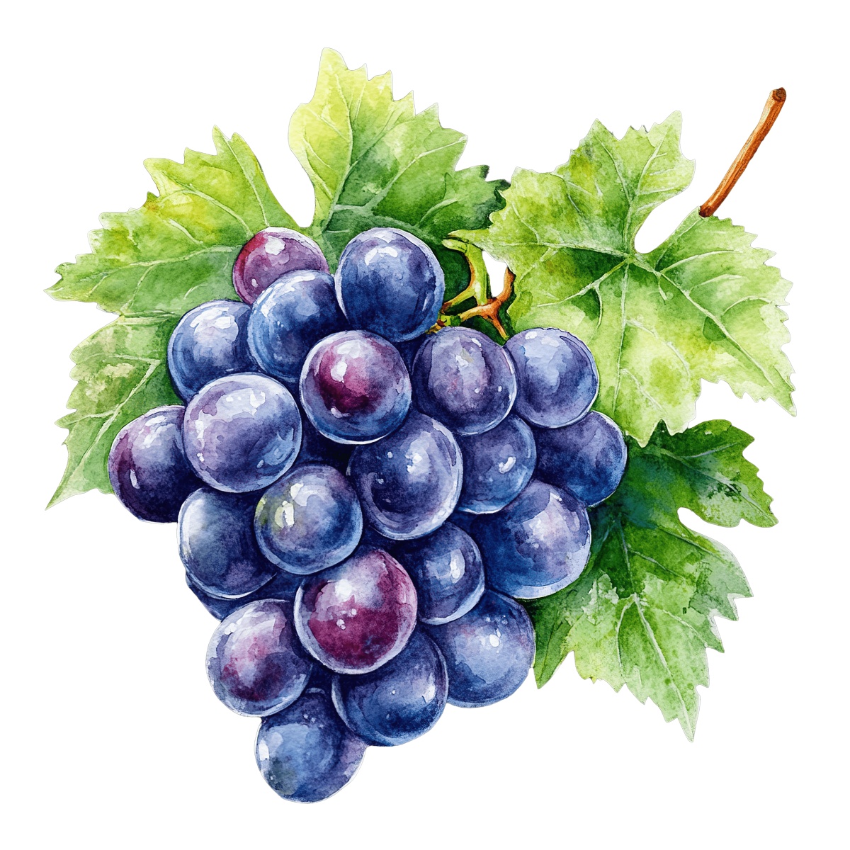 Watercolor art of purple grapes with green leaves on a vine.
