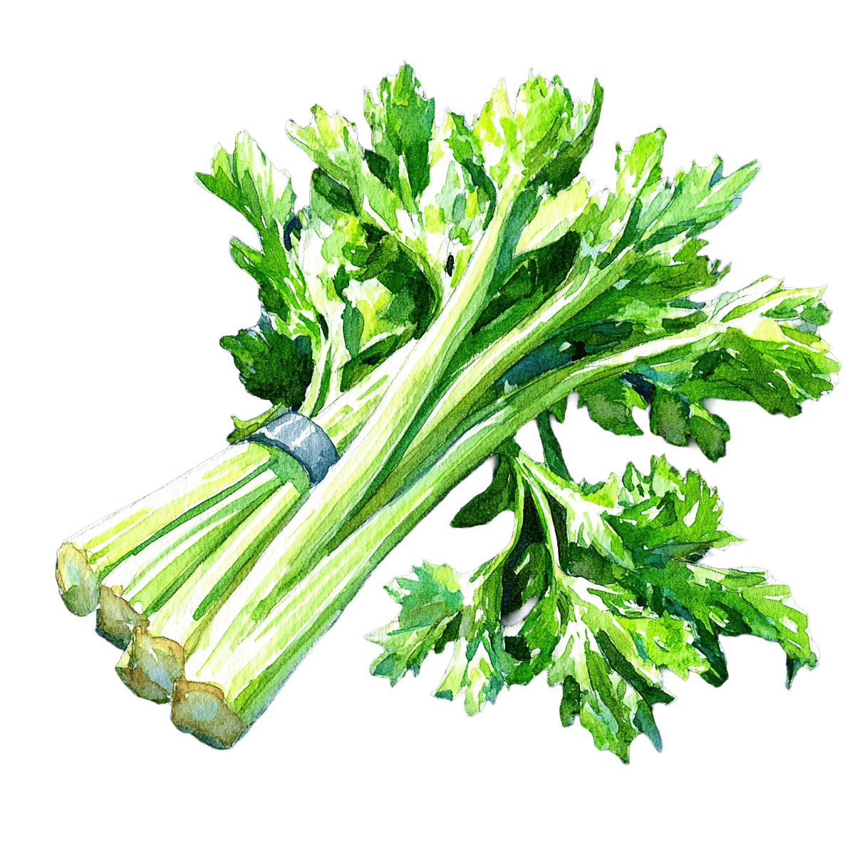 Watercolor image of celery stalks with fresh green leaves.