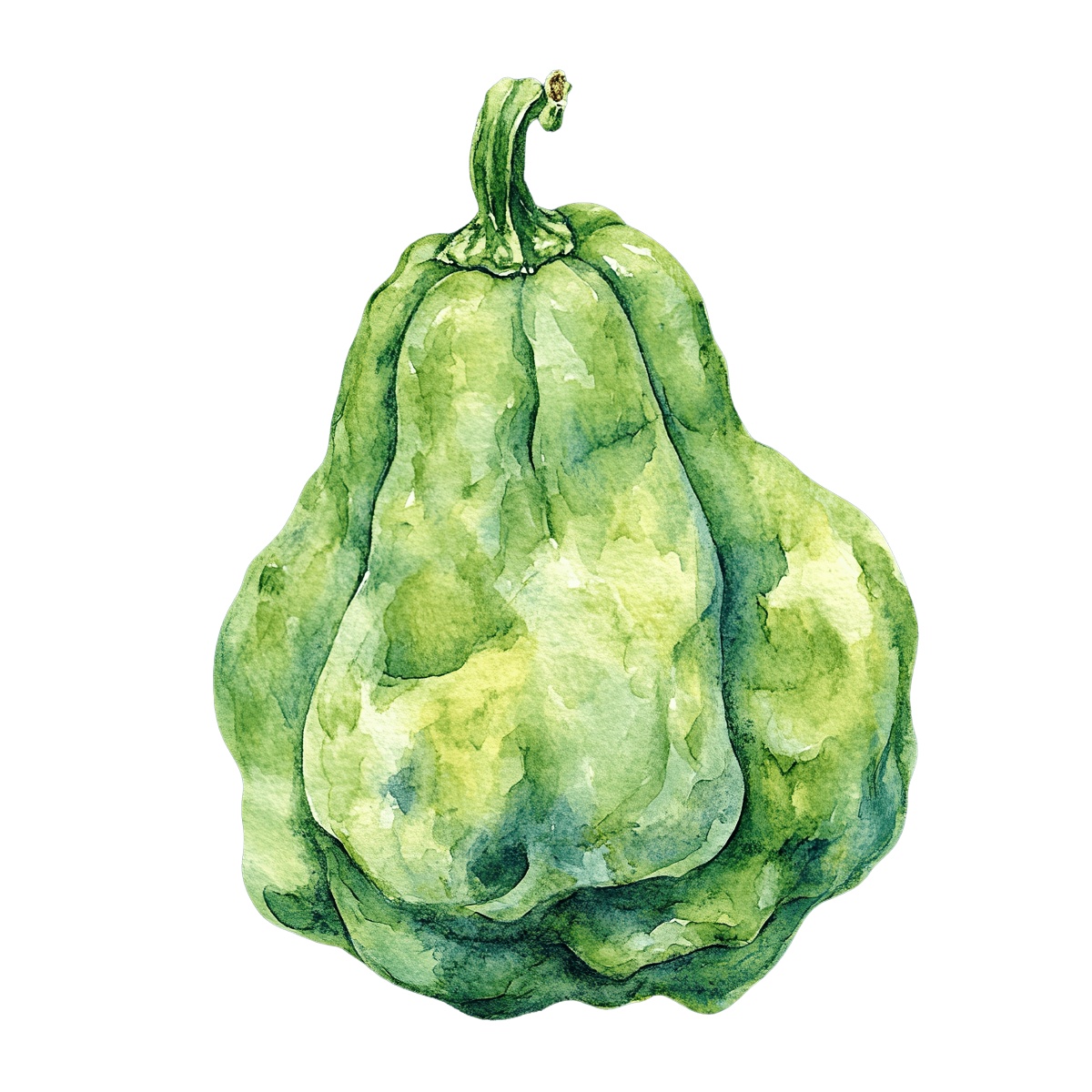 Watercolor art of a green chayote squash.