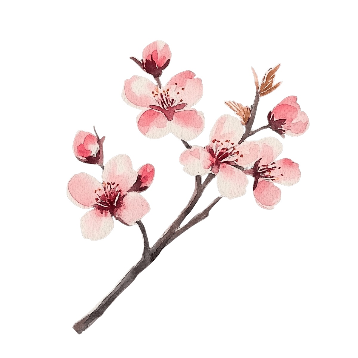Watercolor illustration of a cherry blossom branch with pink and white flowers.