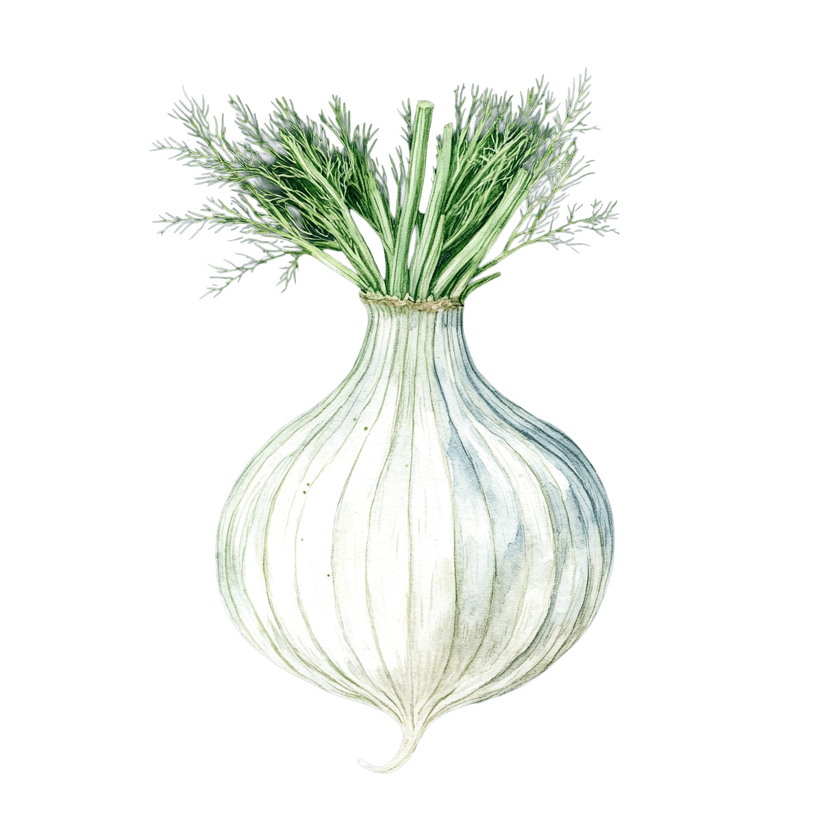 Watercolor fennel bulb with green fronds.
