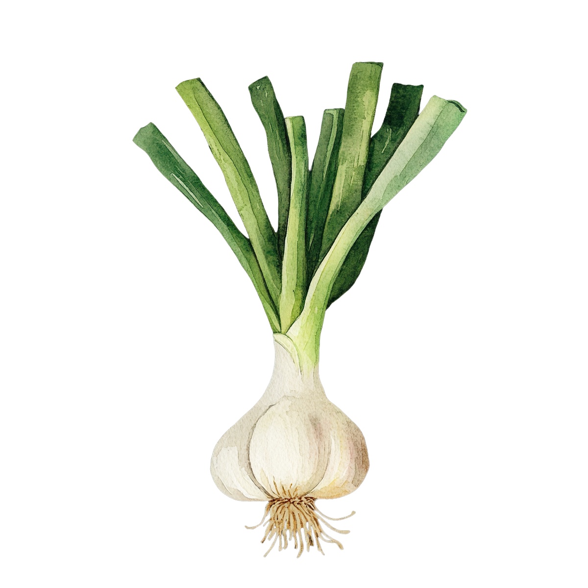 Watercolor art of a garlic bulb with green stems.