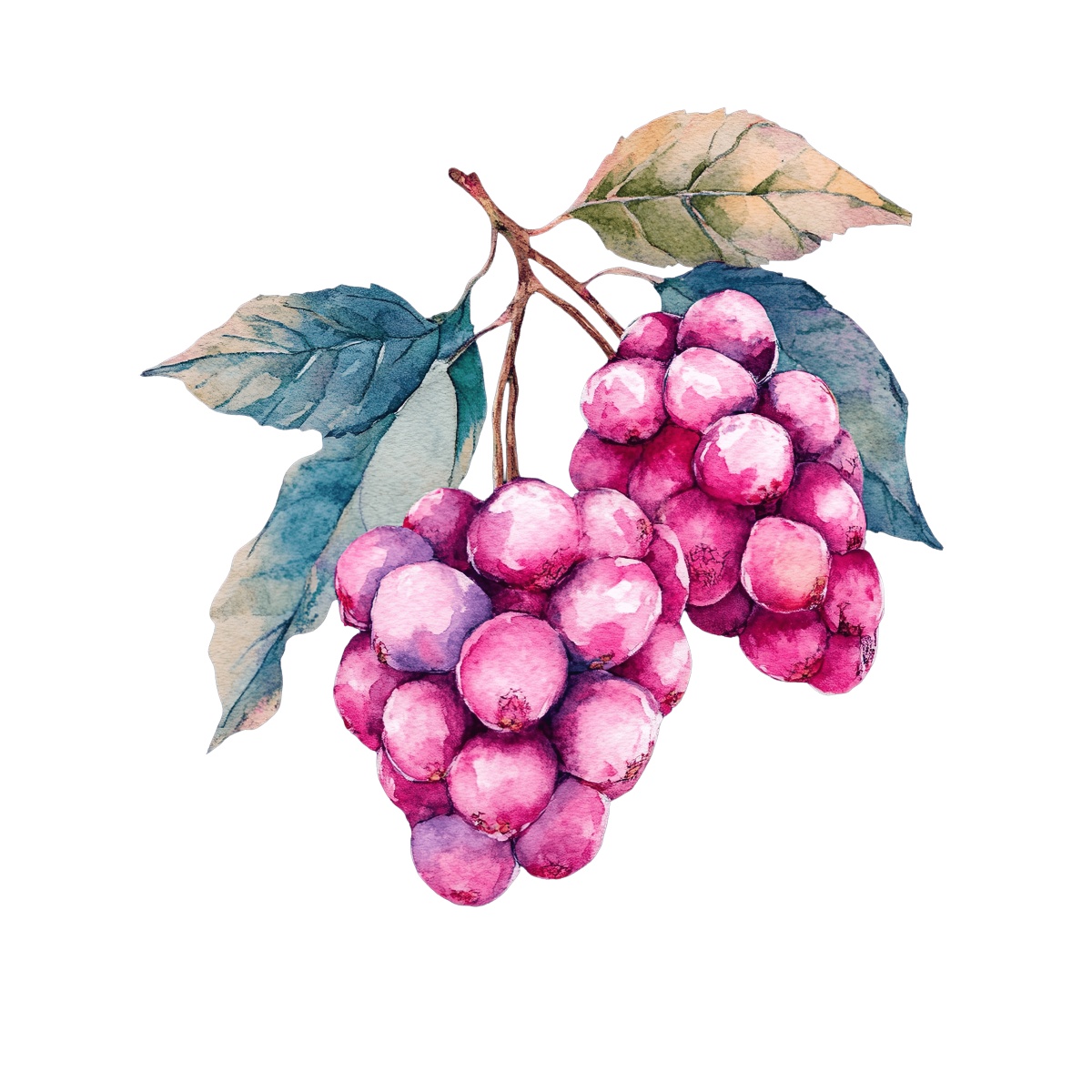 Watercolor grapes and leaves, artistic depiction.