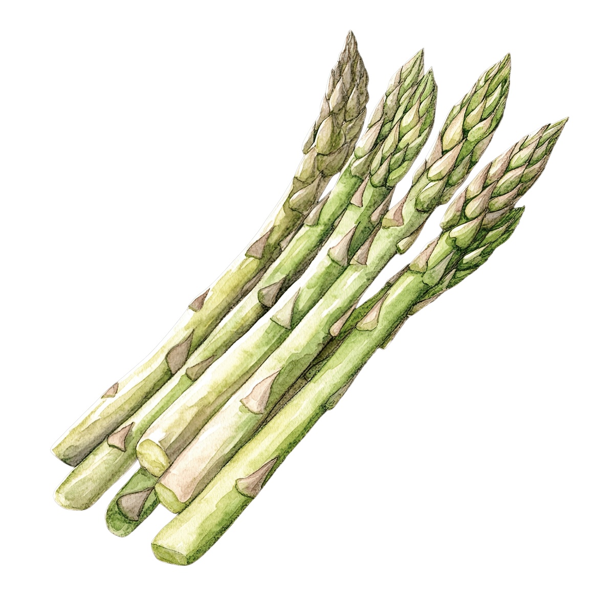 Watercolor art of green asparagus stalks.