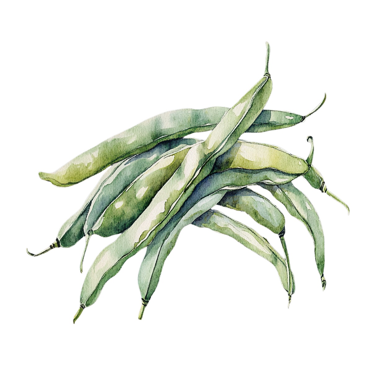 Watercolor art of green beans clustered together in a group.