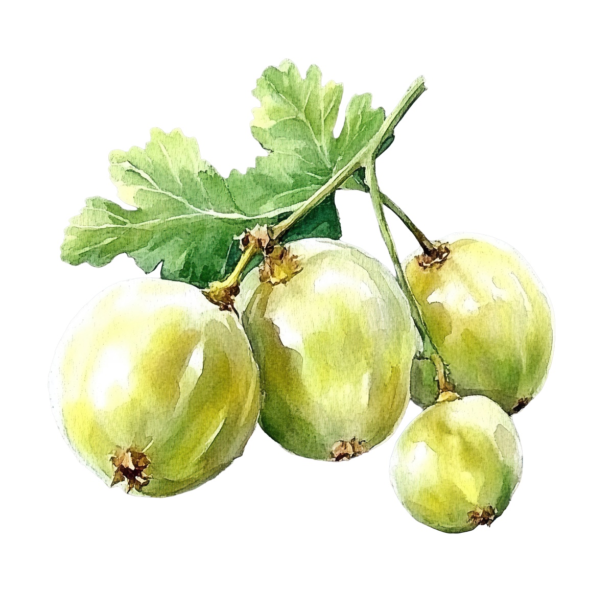 Watercolor art of green gooseberries with leaves on a branch.