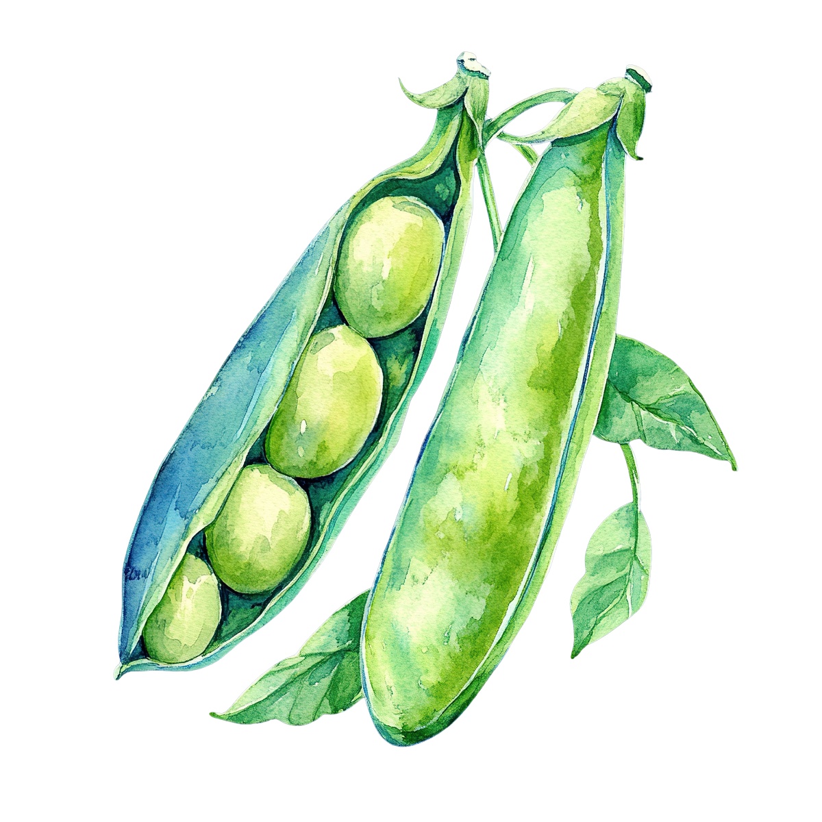 Watercolor art of green pea pods with leaves and peas.