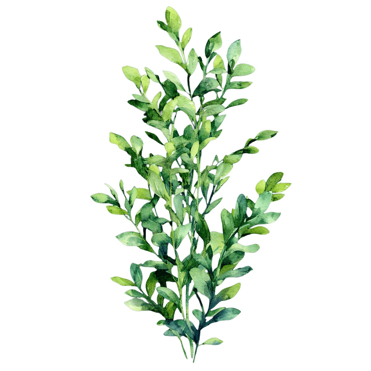 Watercolor plant with green leaves.