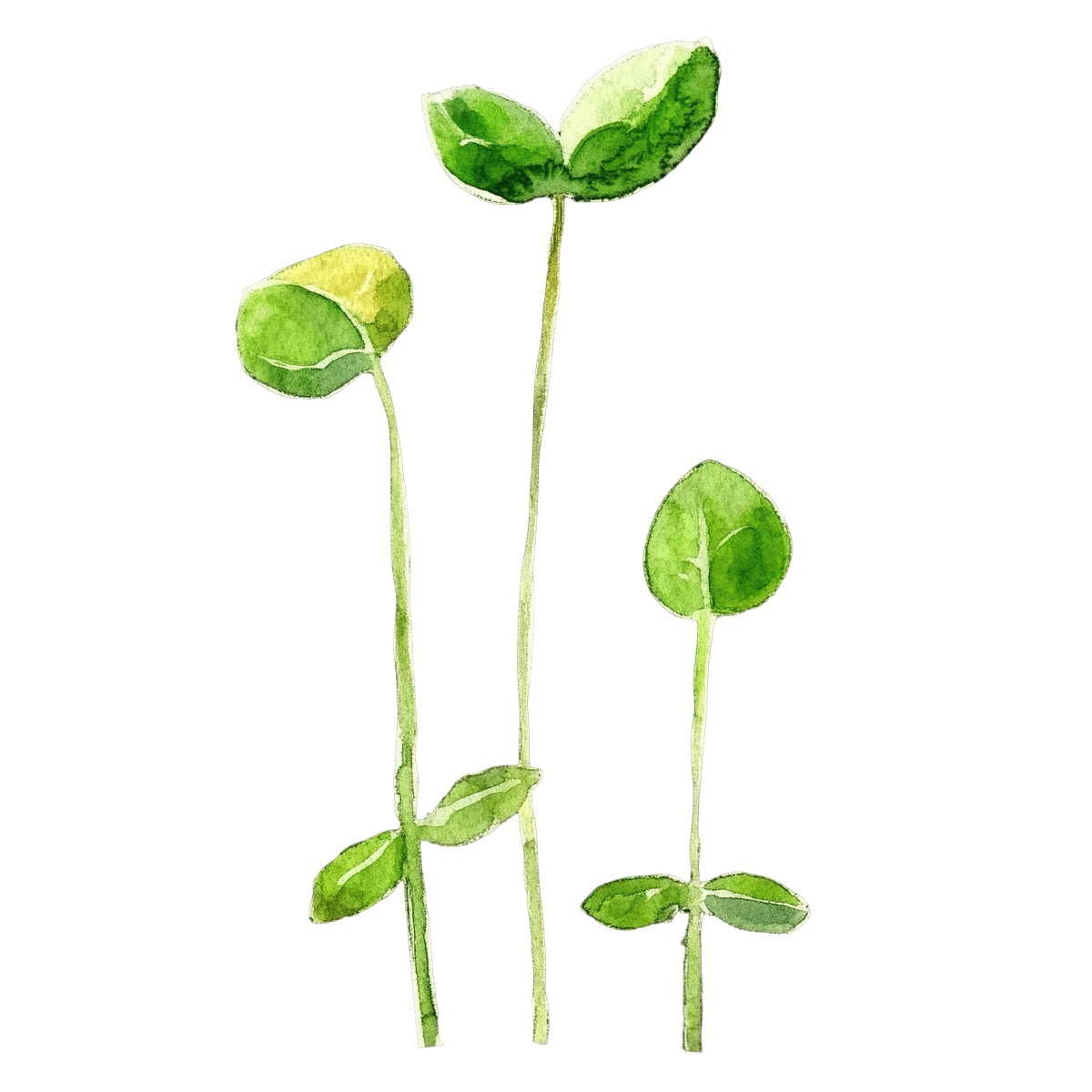 Watercolor illustration of mizuna sprouts with green leaves.