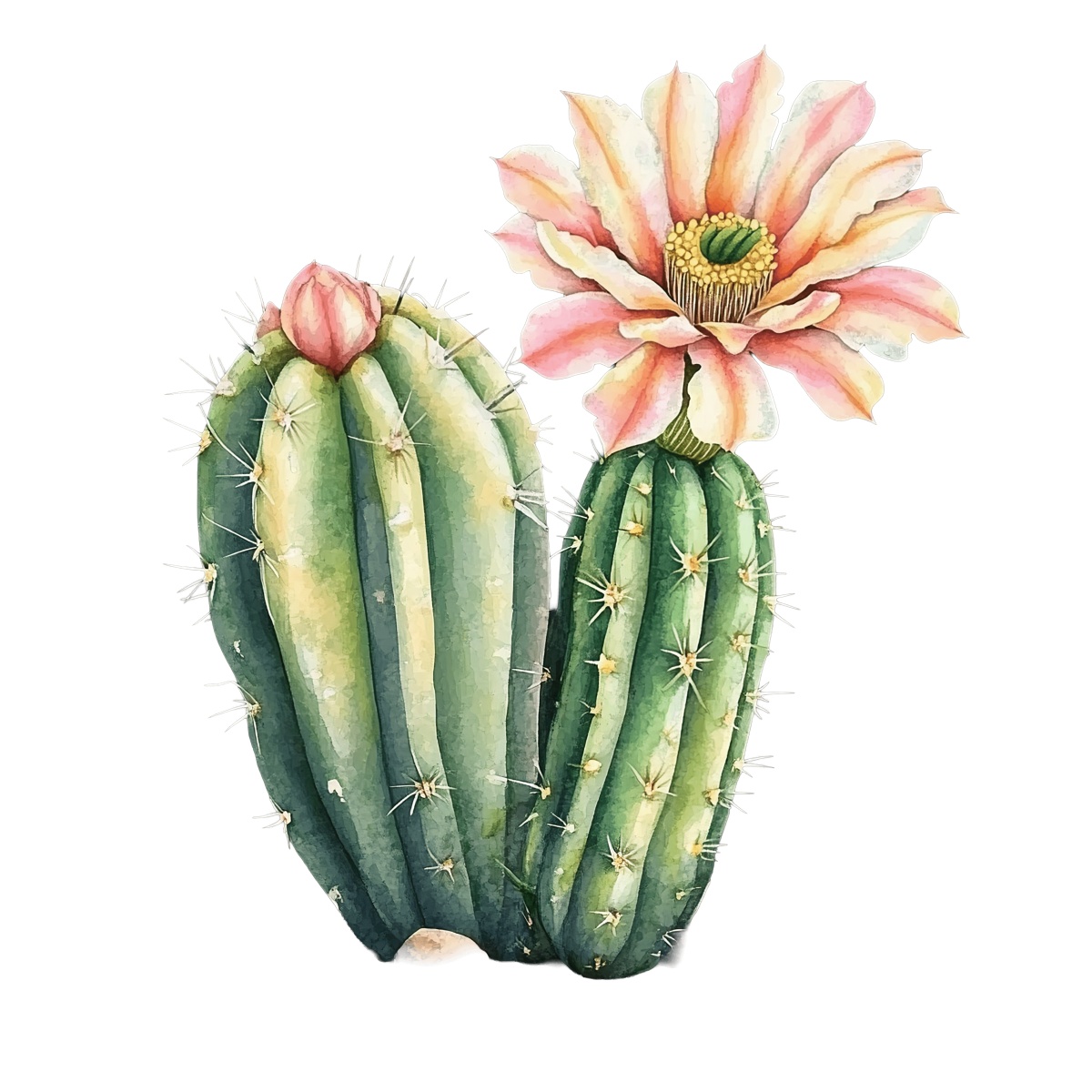 Watercolor illustration of a cactus with pink flowers on a black background.