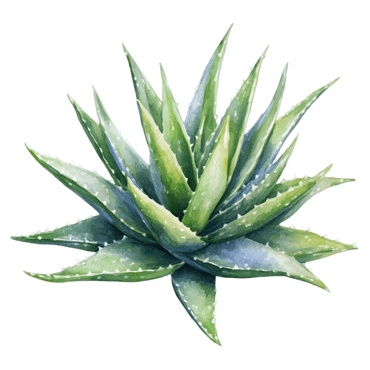 Watercolor illustration of a green aloe vera plant with spiky leaves.