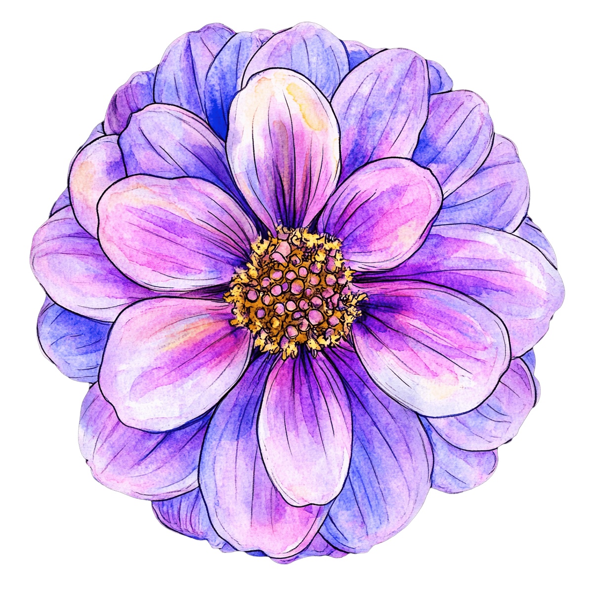 Watercolor illustration of a flower with purple and pink petals and yellow center.