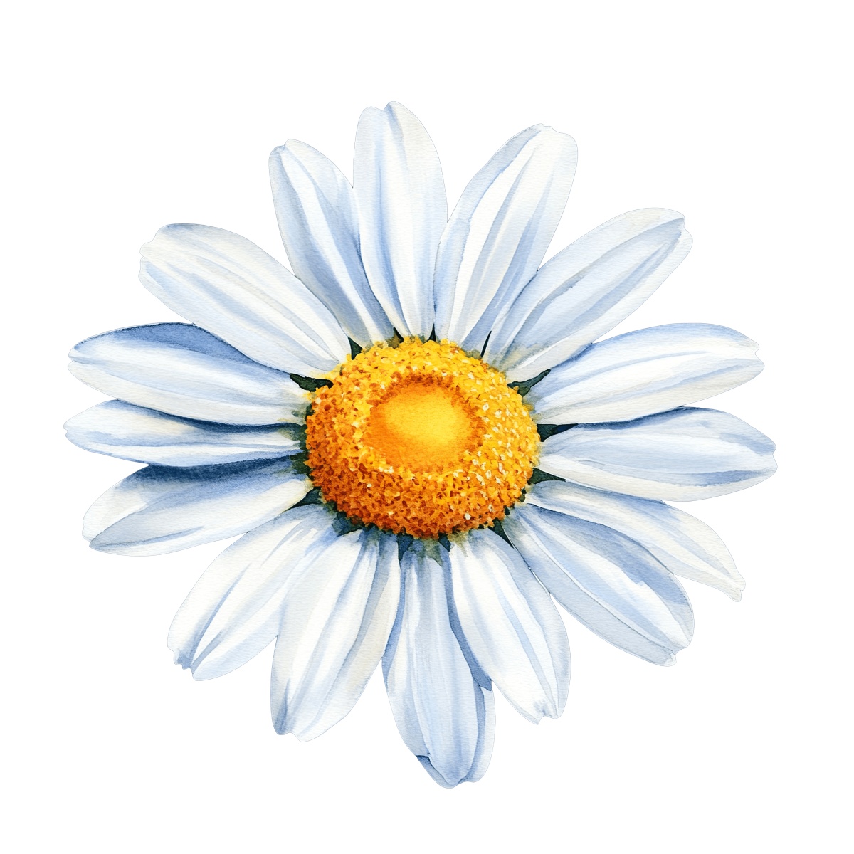 White daisy flower with a yellow center in watercolor illustration style.
