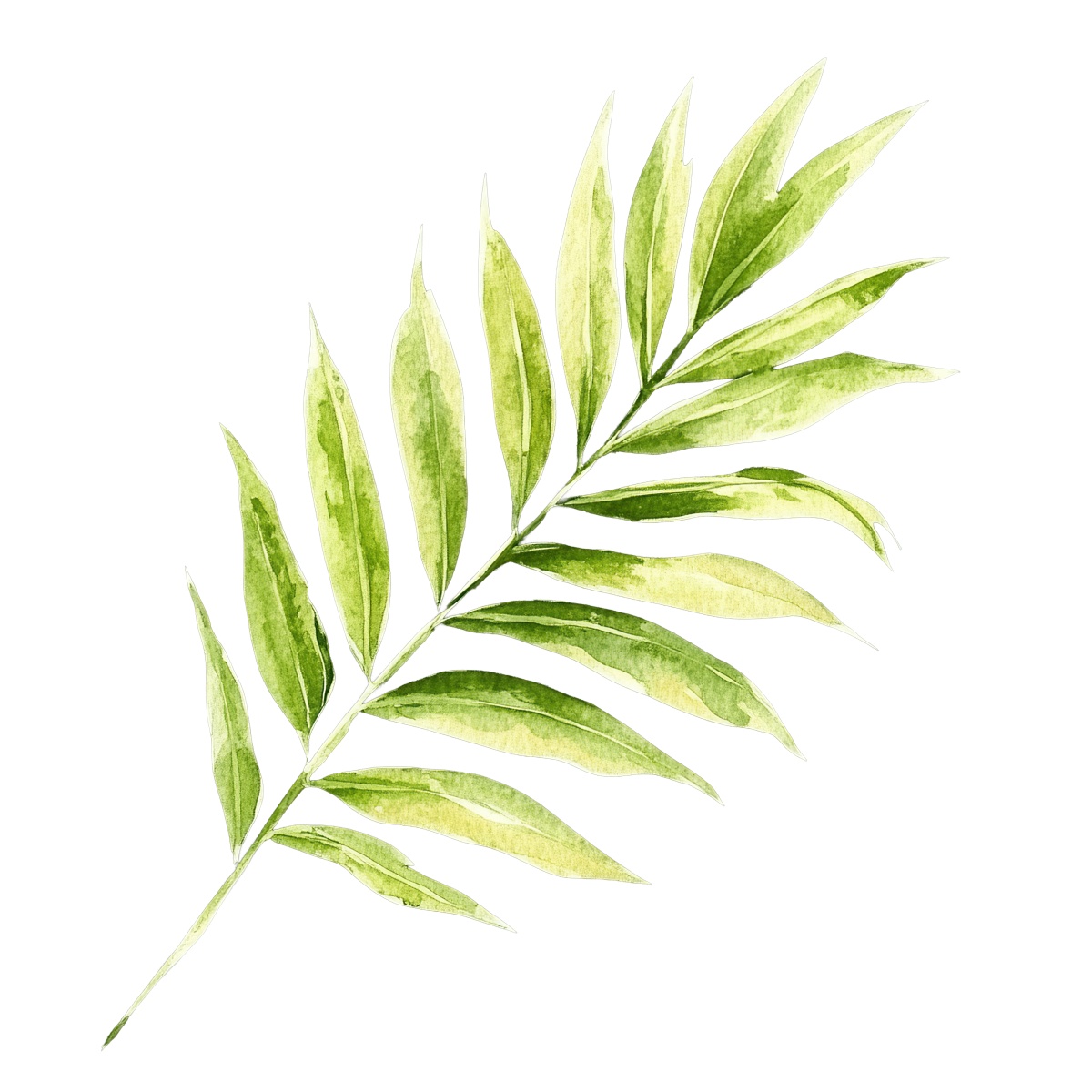 Green palm leaf in watercolor style with detailed textures on black.