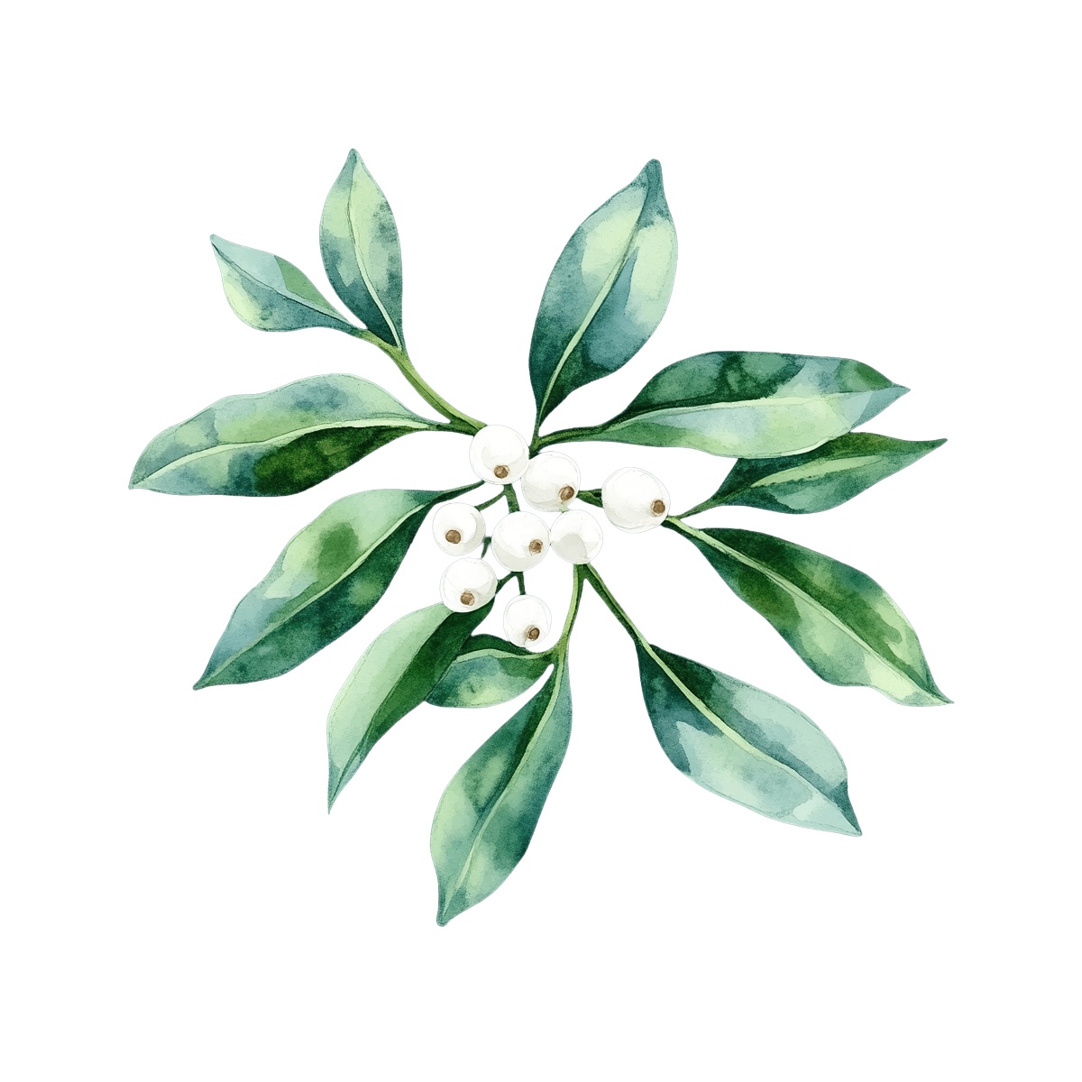 Watercolor mistletoe with green leaves and white berries on a black background.