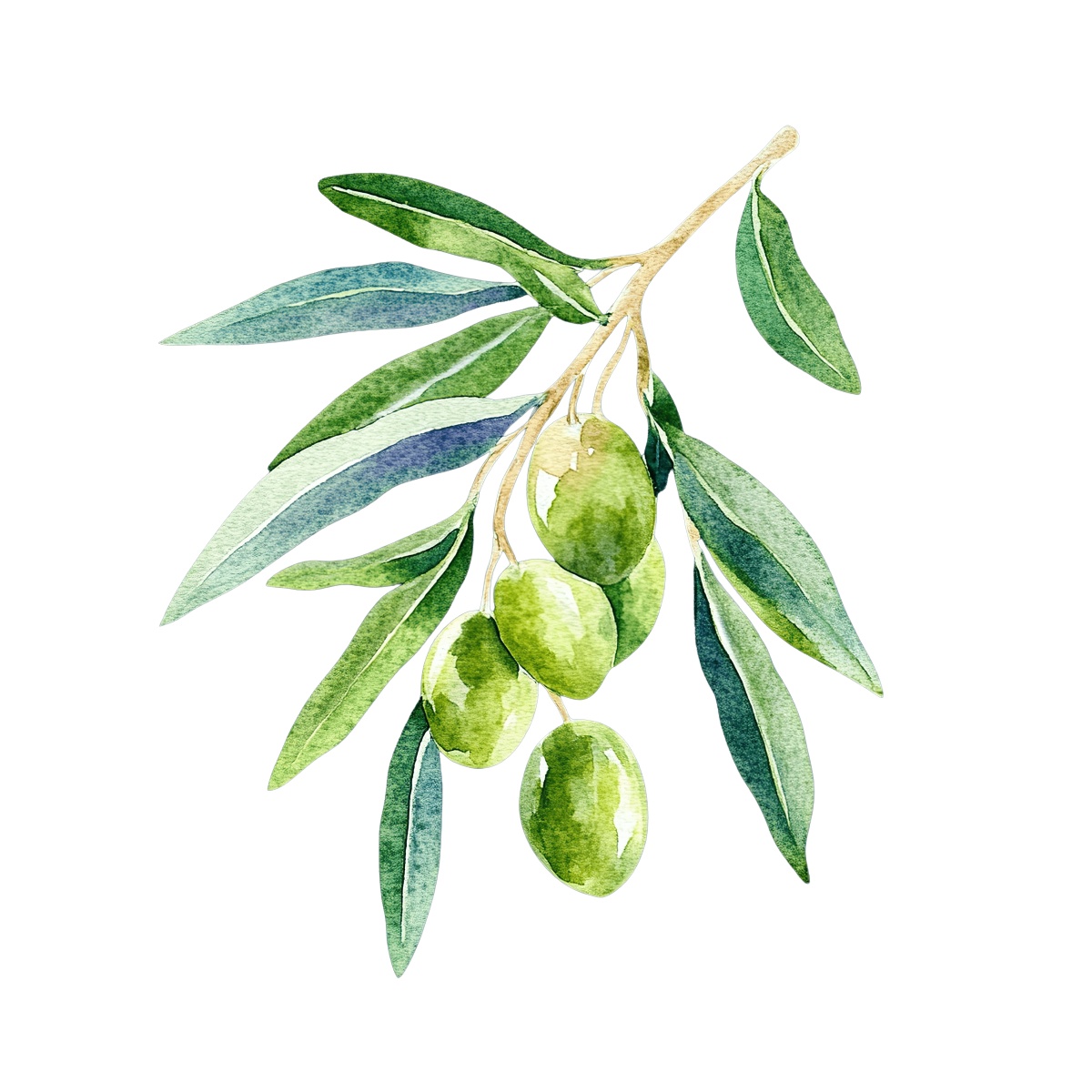 Olive branch with green leaves and fruits, watercolor illustration on dark background.