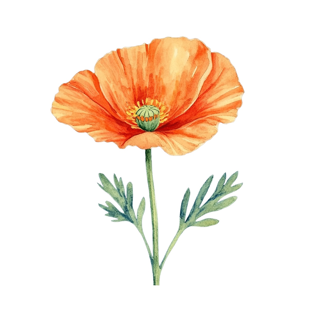 Watercolor illustration of an orange poppy flower with green leaves.