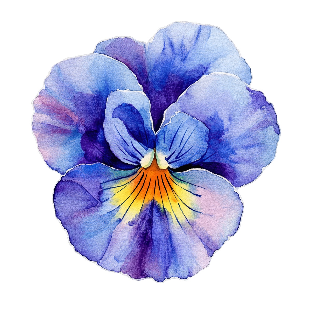 Watercolor illustration of a purple and yellow pansy flower with detailed petals.