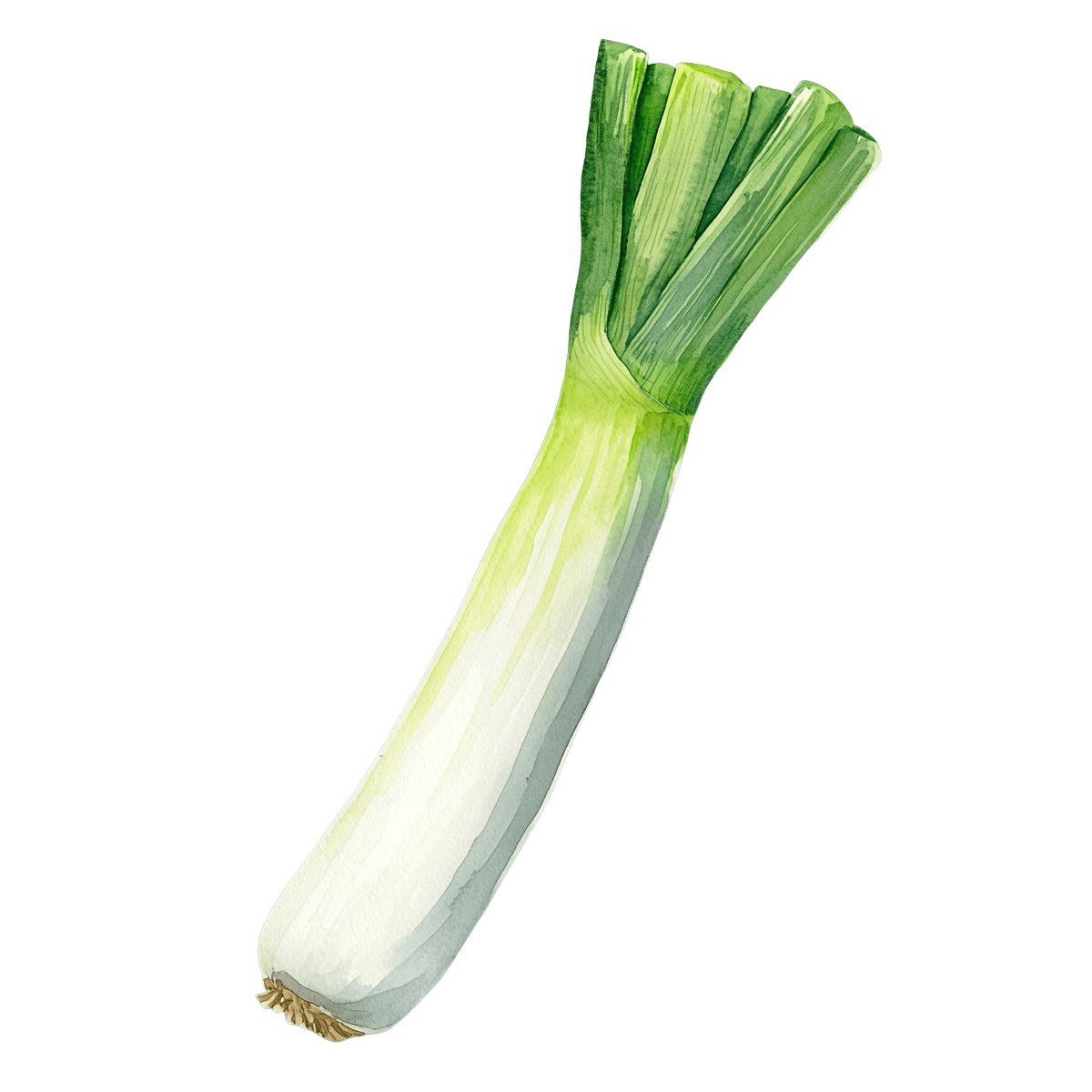 Watercolor art of a leek with green leaves and white stem.