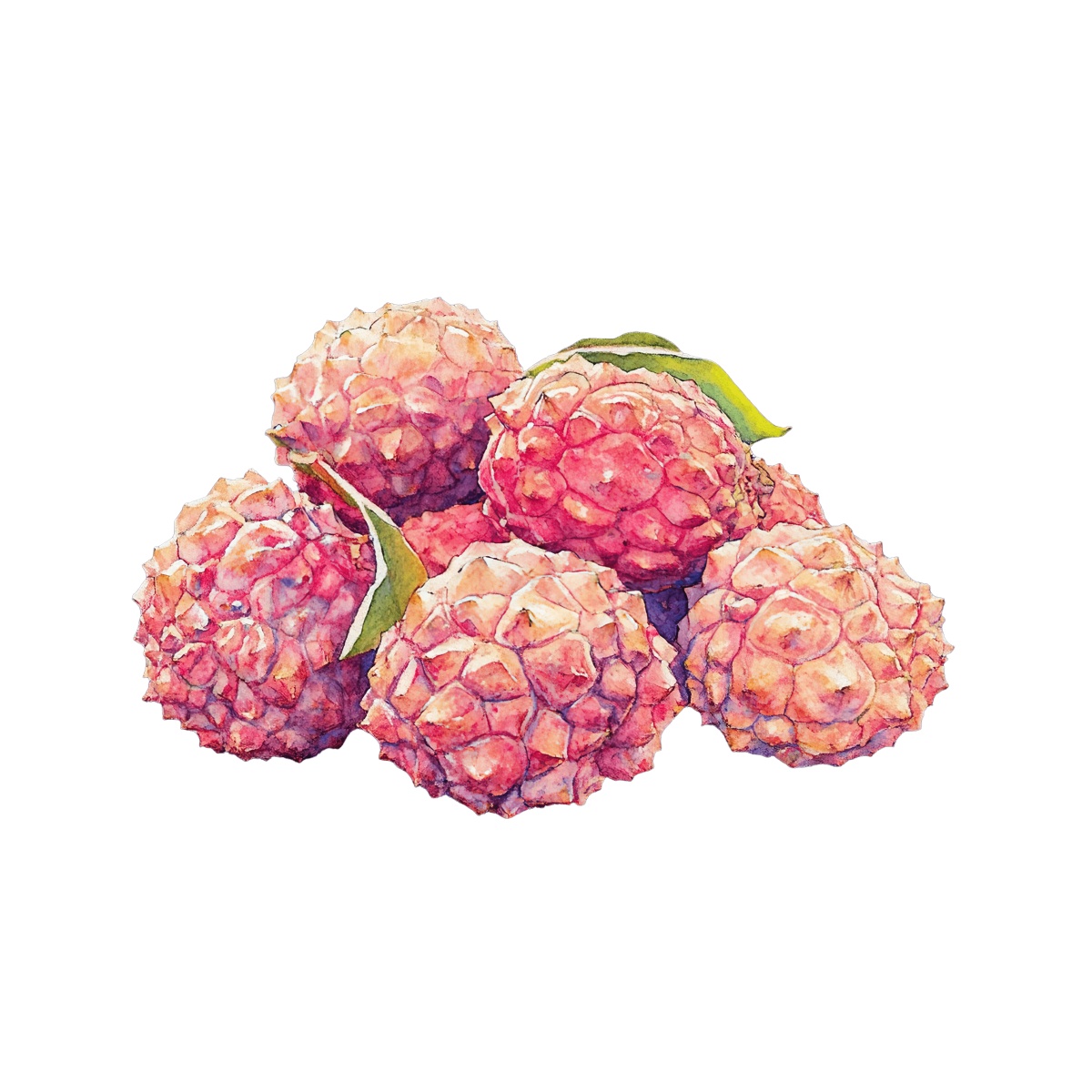 Watercolor art of lychee fruits with green leaves.
