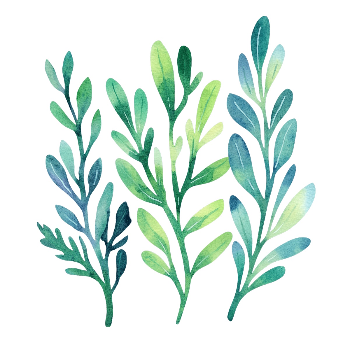 Watercolor illustration of mizuna greens with various leaf shapes and shades.