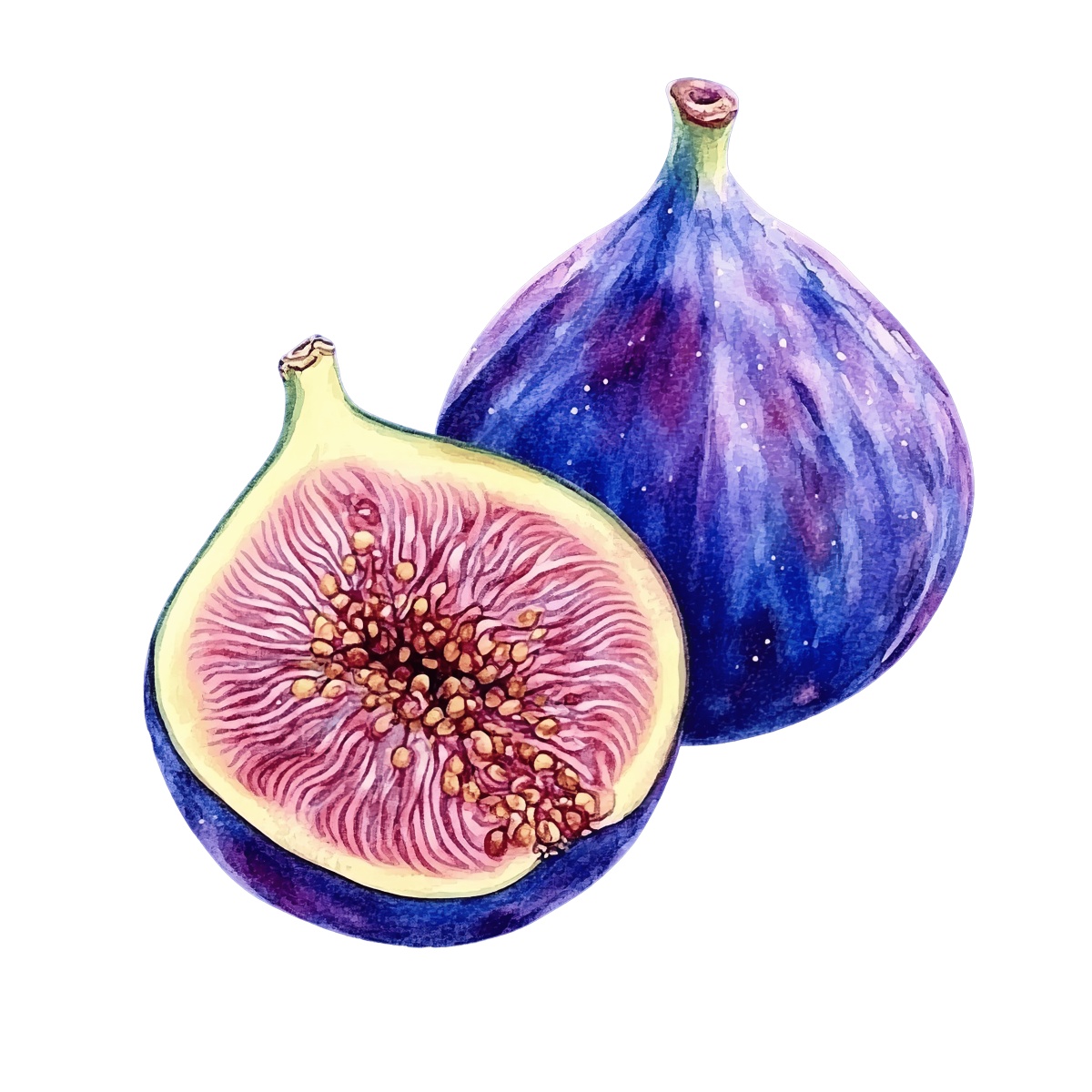 Watercolor art of a whole fig and a half fig on black.