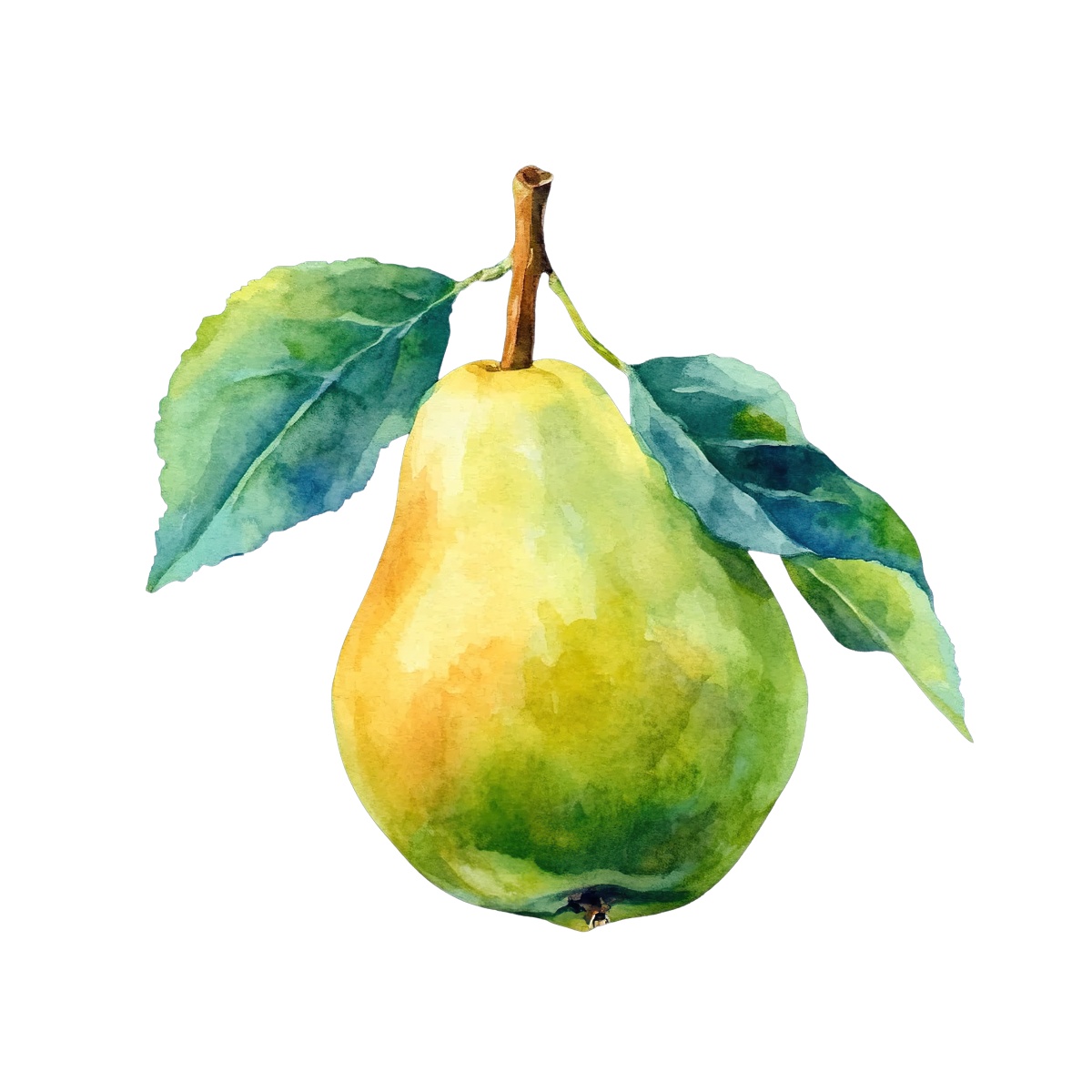 Watercolor image of a pear with green leaves attached to the stem.