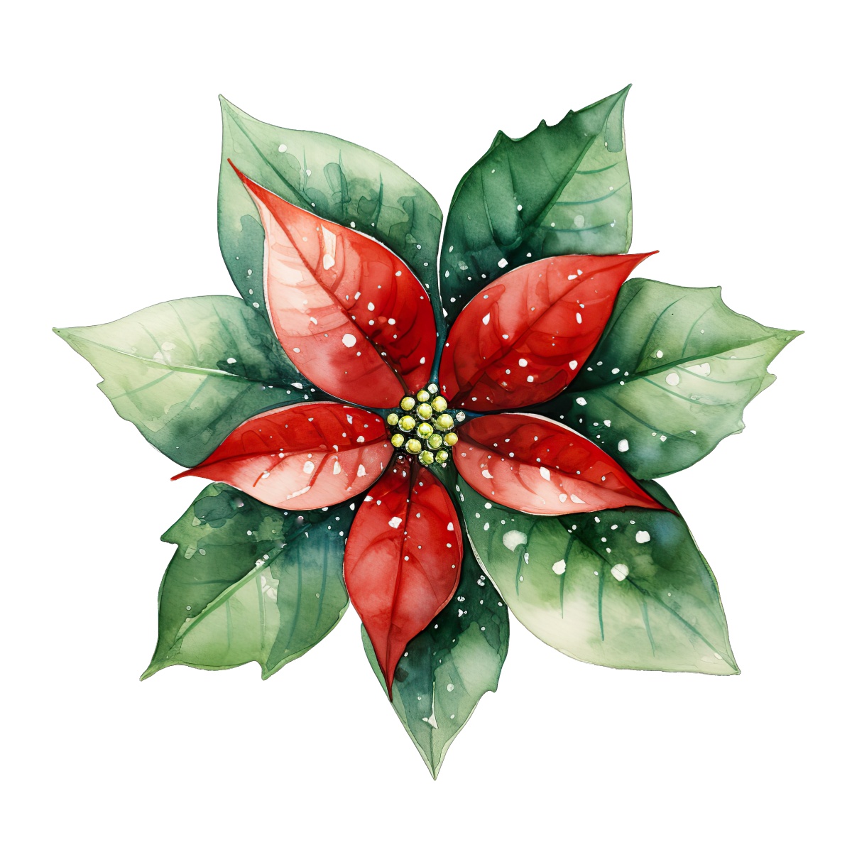 Watercolor illustration of a poinsettia with red and green leaves.