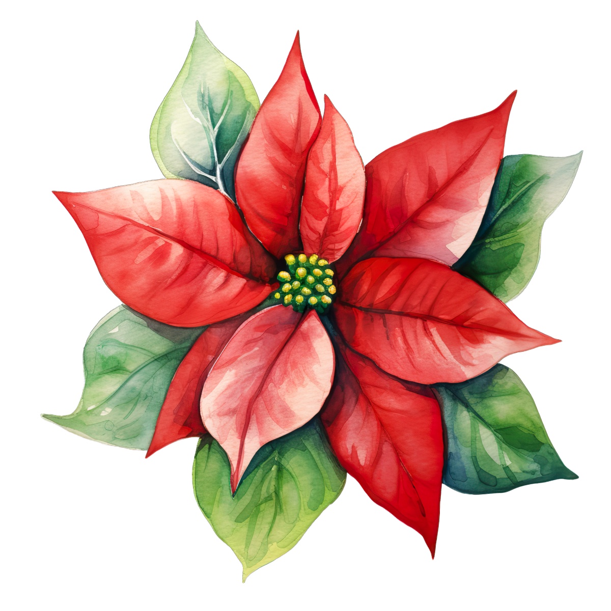Watercolor poinsettia with red petals and green leaves on a plain background.