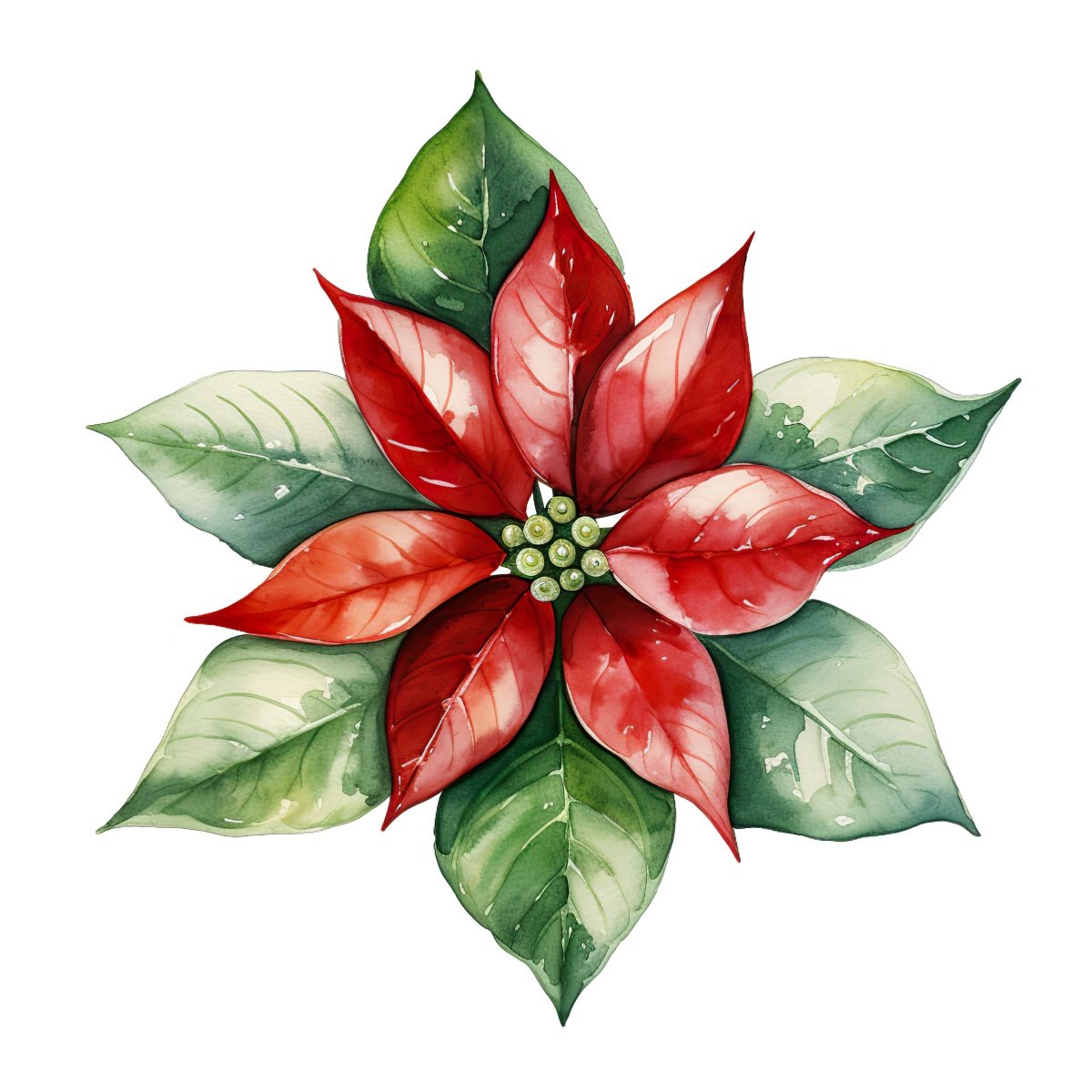 Poinsettia flower with red and green leaves illustrated in watercolor style.
