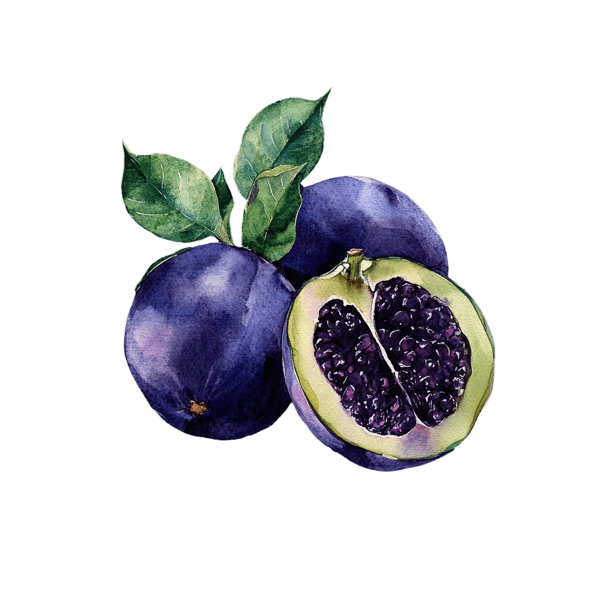 Watercolor art of purple plums with green leaves and a halved fruit.