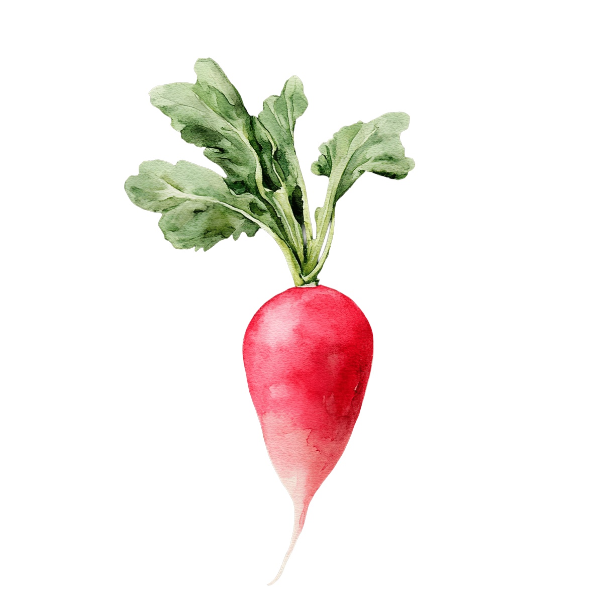 Watercolor radish with green leaves in a clipart style design.