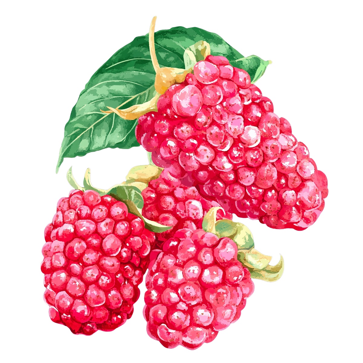 Watercolor style raspberries with a green leaf.
