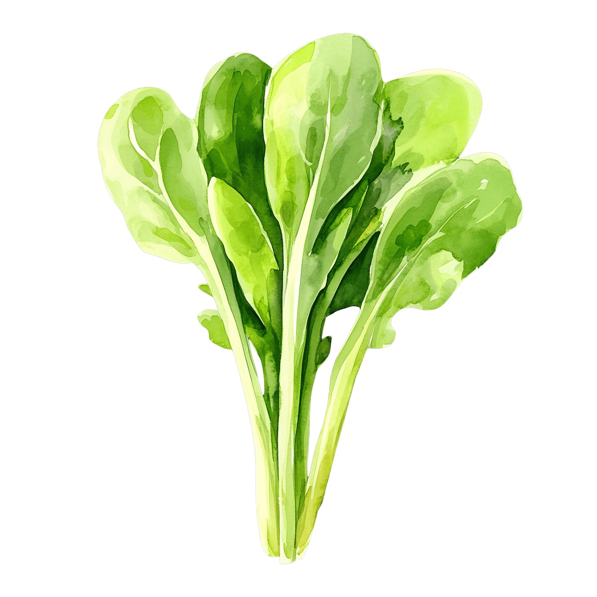 Watercolor spinach leaves depicted for clipart use.