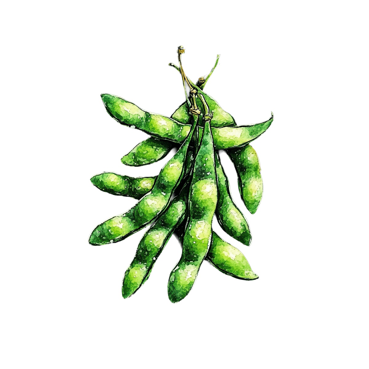Green edamame pods in watercolor style.