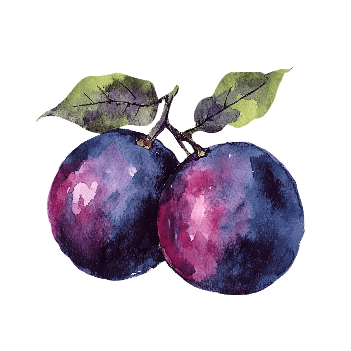 Two watercolor style plums with green leaves on a branch.