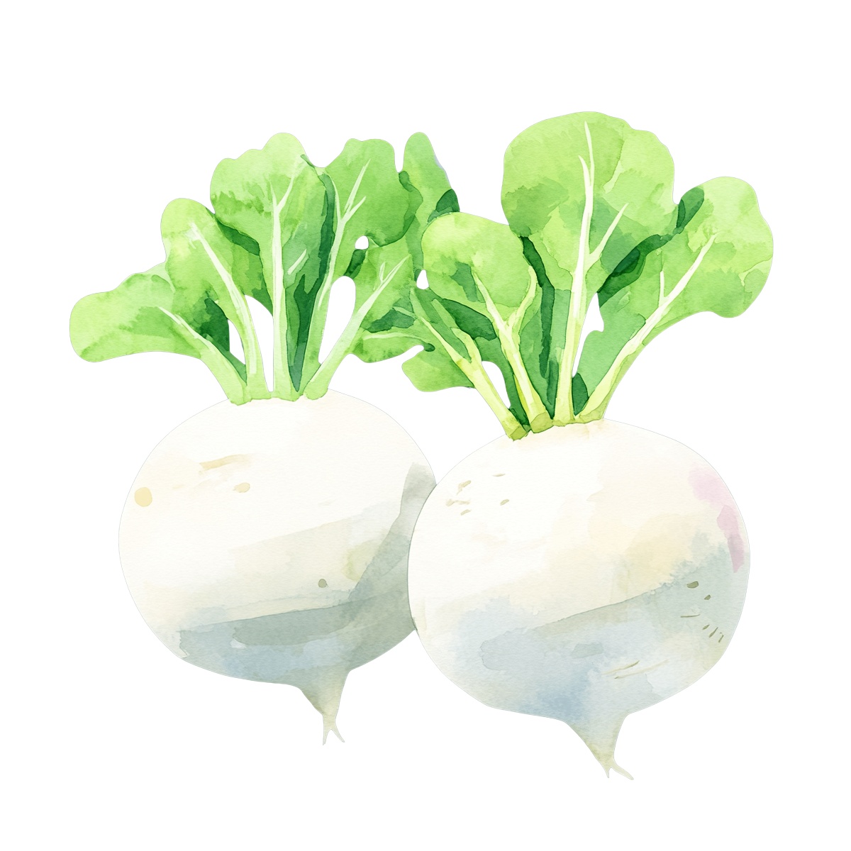 Two watercolor turnips with green leaves.