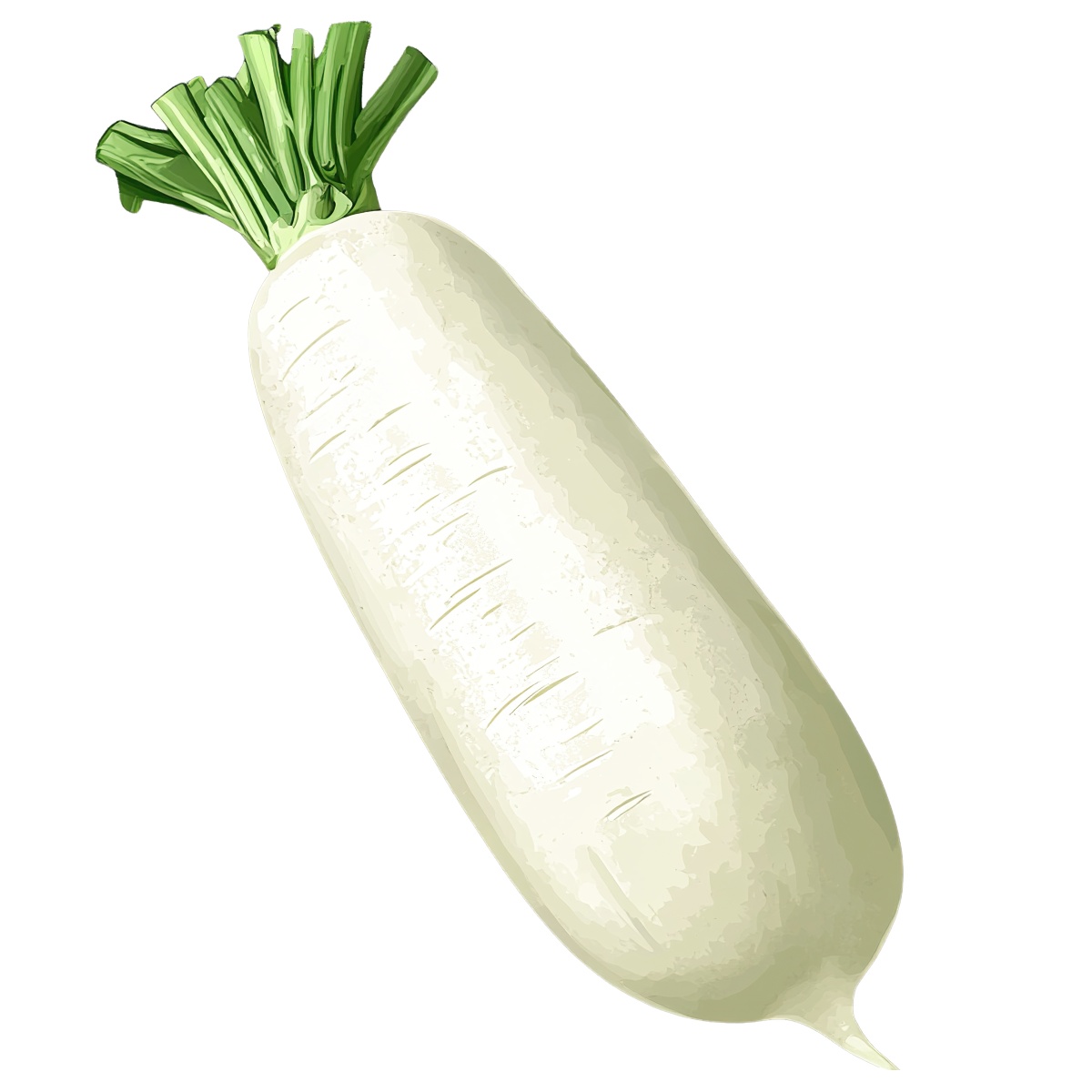 White daikon radish with green leaves depicted in clipart style.