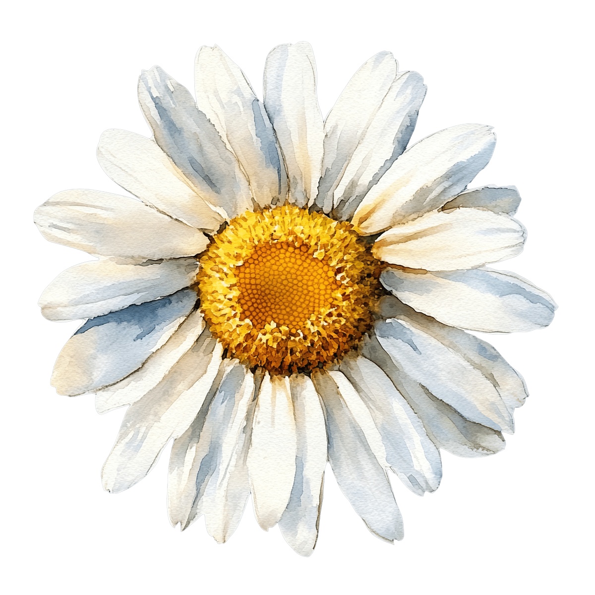 White daisy flower with yellow center in a watercolor style.