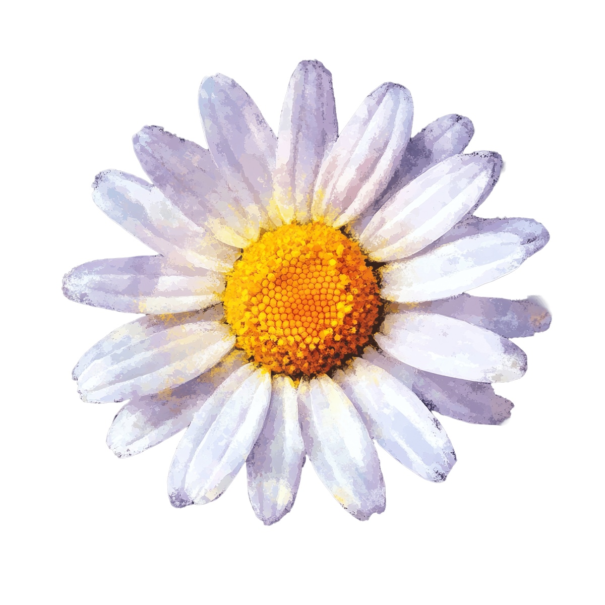 White daisy with yellow center on a plain black background.