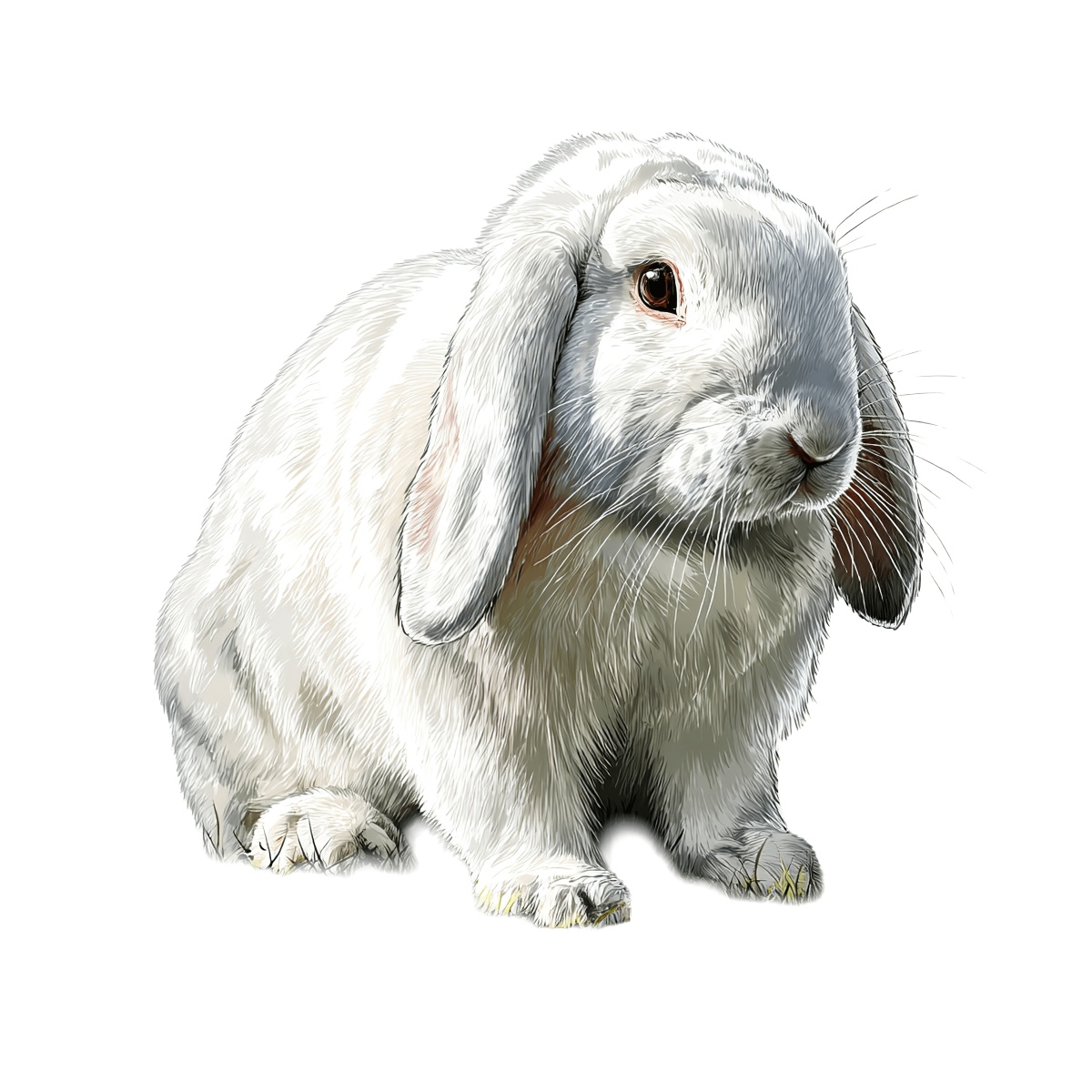White rabbit with long ears on black background