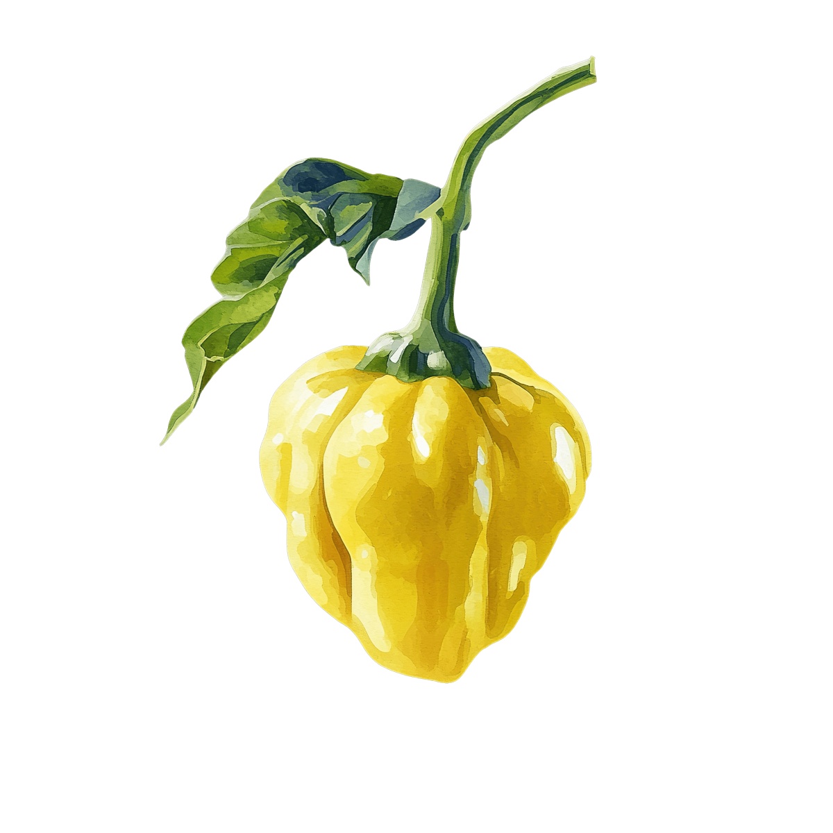 Yellow bell pepper with green stem and leaves.