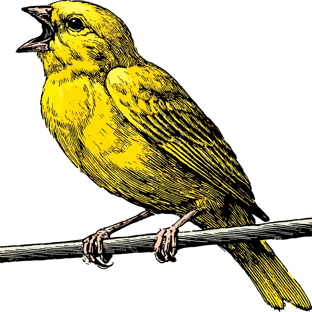 Yellow bird perched on branch with open beak