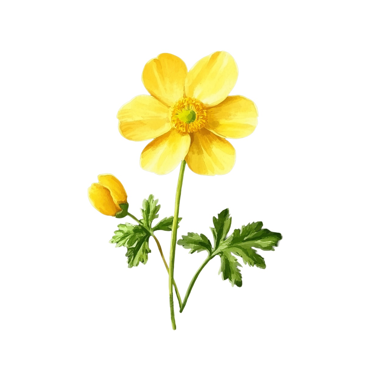 Yellow buttercup flower with green leaves on a black background.