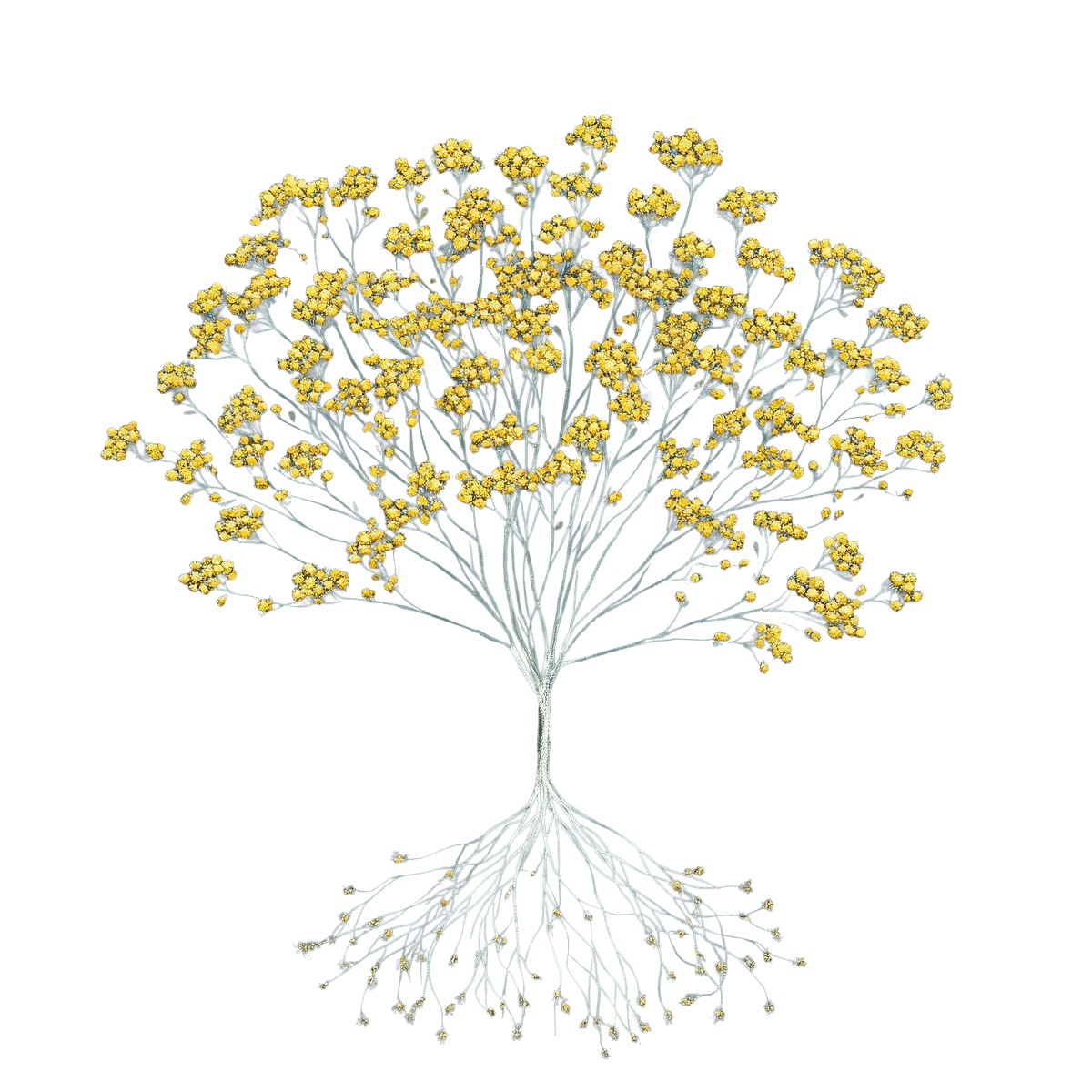 Yellow flowering plant with detailed roots.