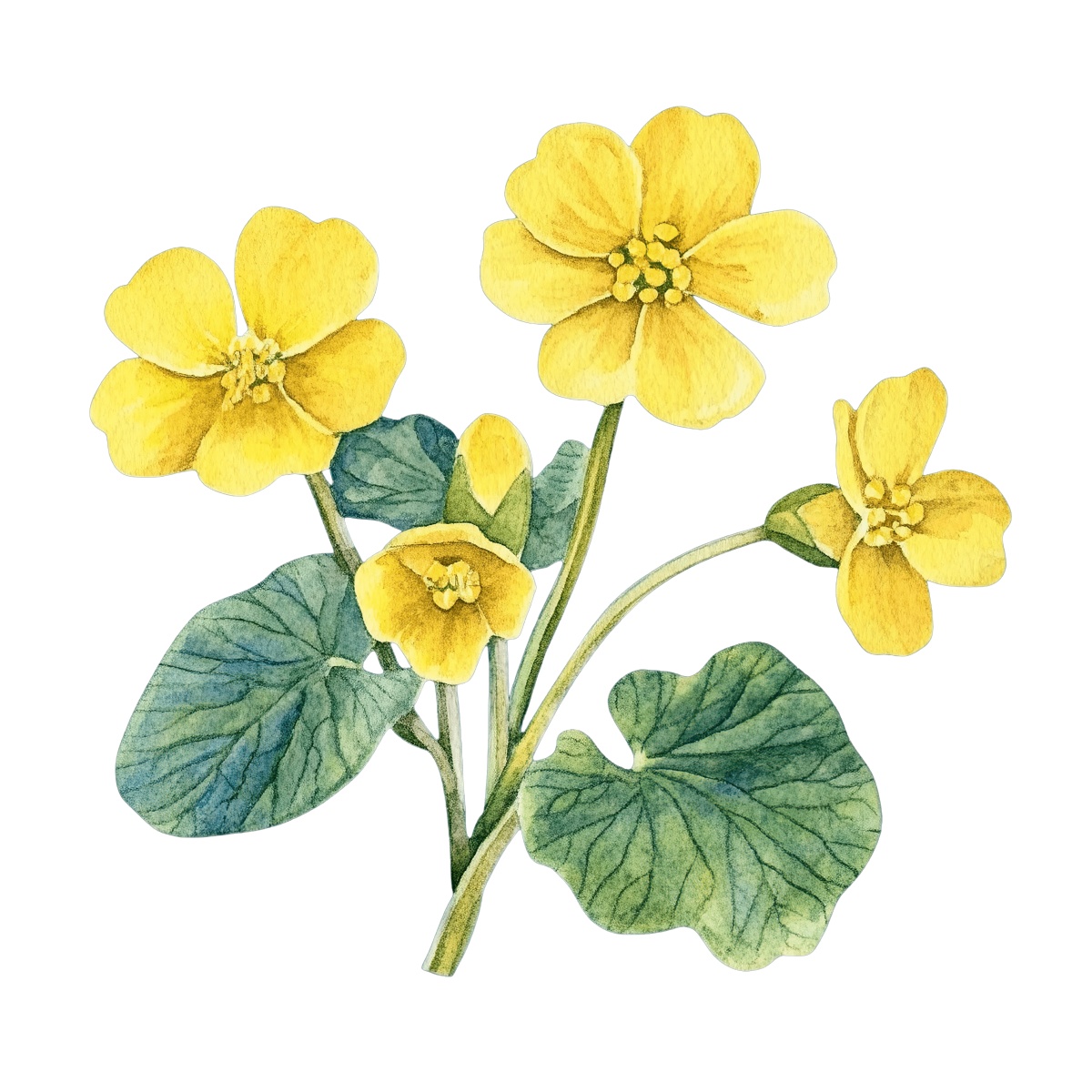 Yellow marsh marigold flowers with green leaves.